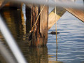 Chattahoochee Coup Too 109 1083